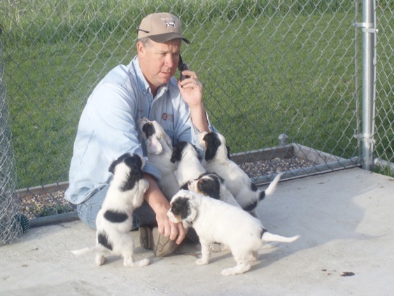 llewellin setter puppies for sale llewellin setter puppies for sale 171 hfk llewellin setter puppies for sale llewellin setter puppies for sale 171 hfk