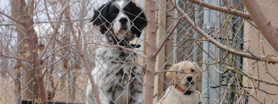Year Round Obedience & Gun Dog Training