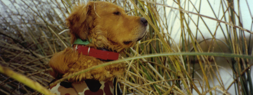 Waterfowl Training