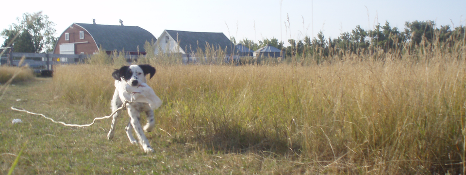 Puppy Development Camp