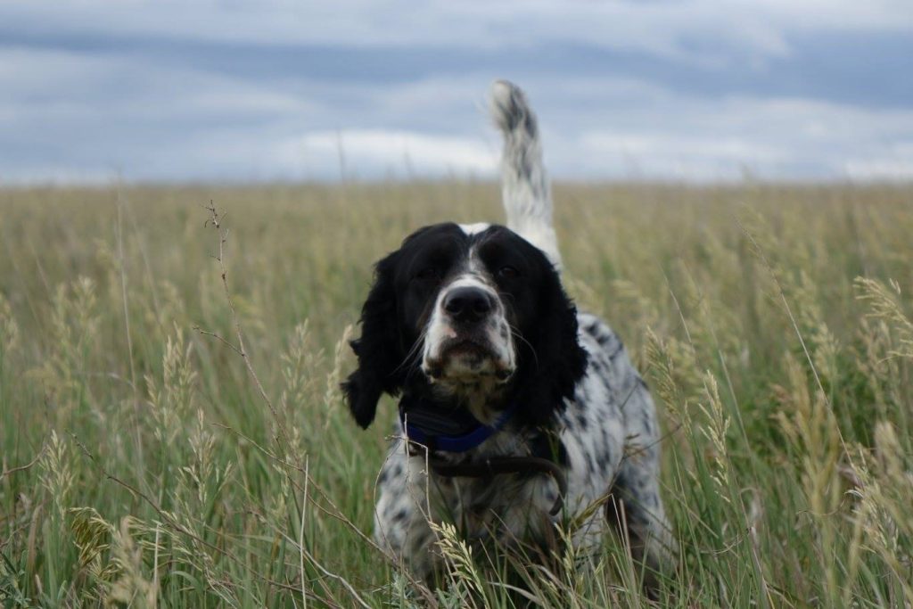 Year Round Obedience & Gun Dog Training