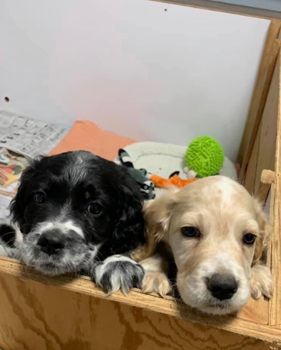 Llewellin Setter Puppies For Sale « HFK